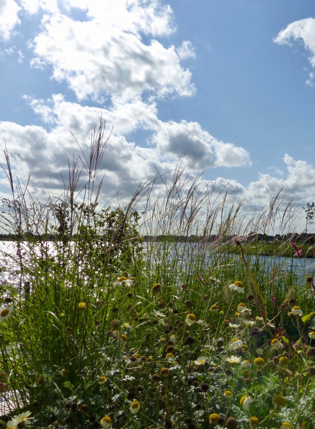 Strakke tuin aan het&nbsp;water